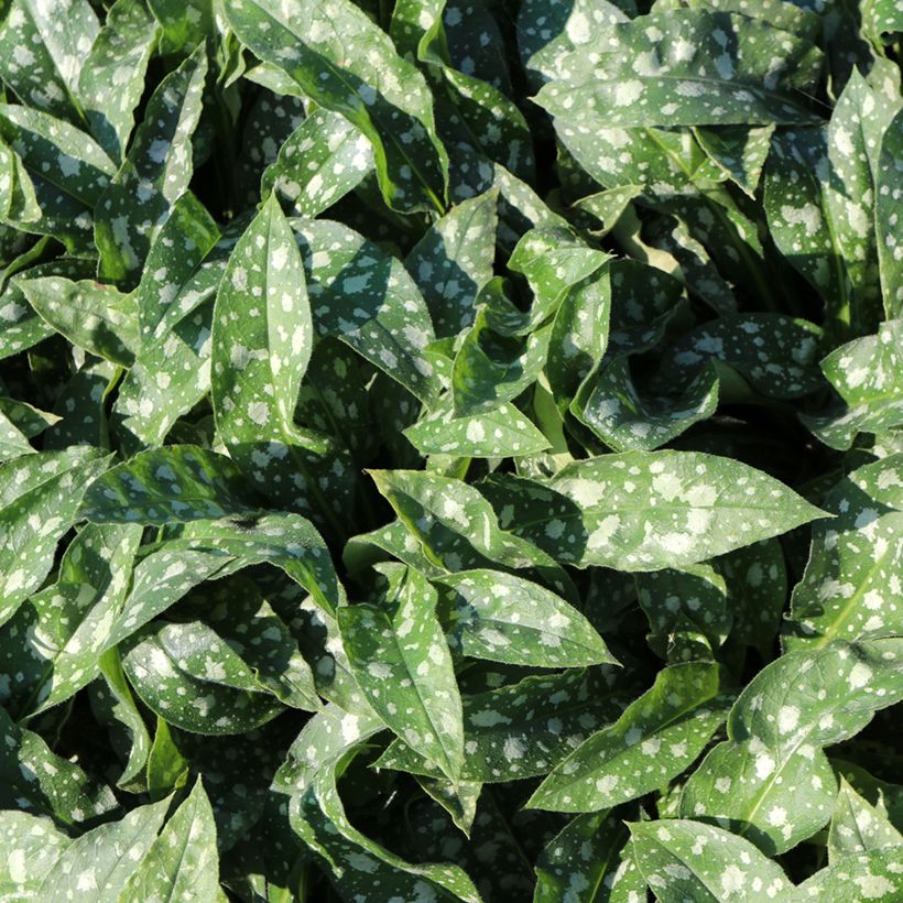 Pulmonaria Trevi Fountain - Longkruid (Blad)