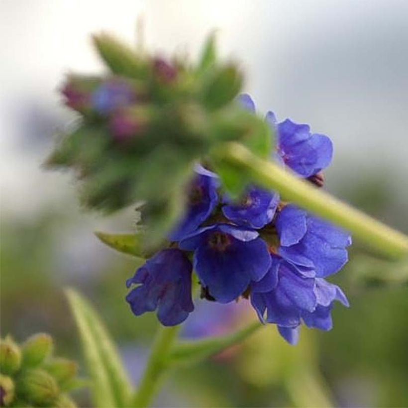 Pulmonaria longifolia E.B Anderson - Longkruid (Bloei)