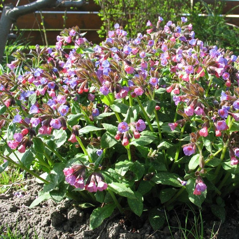 Pulmonaria officinalis - Gevlekt longkruid (Plant habit)