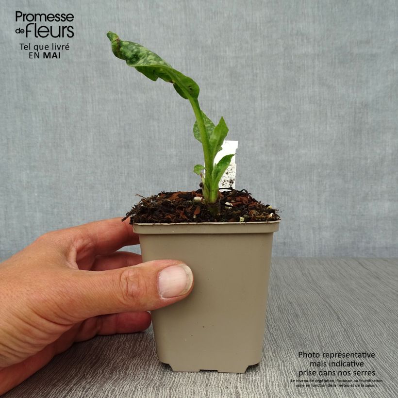 Example of Pulmonaria officinalis - Gevlekt longkruid Kweekpotje van 8/9 cm as you get in printemps