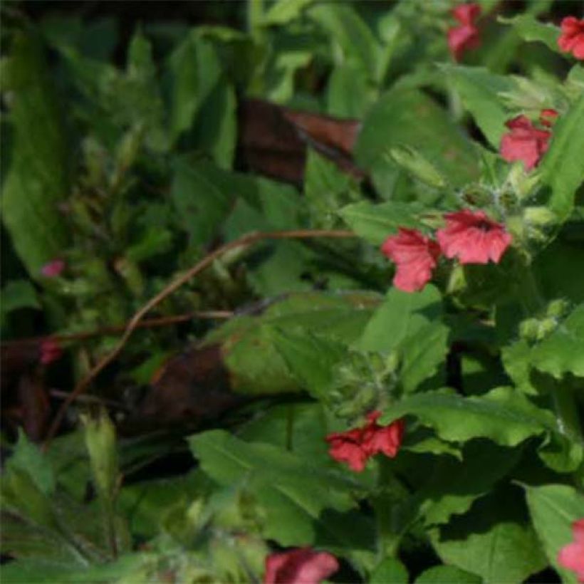 Pulmonaria rubra - Longkruid (Blad)