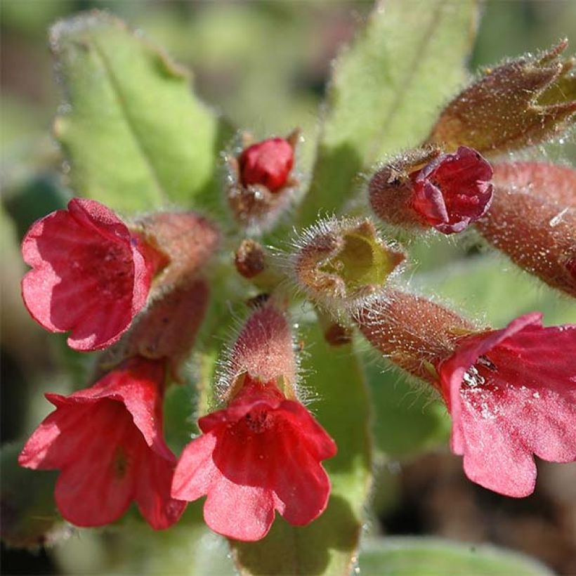 Pulmonaria rubra - Longkruid (Bloei)