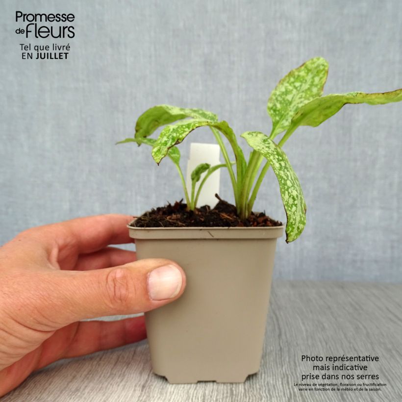 Exemplaar van Pulmonaria saccharata Mrs Moon - Longkruid Kweekpotje van 8/9 cm zoals geleverd in de zomer
