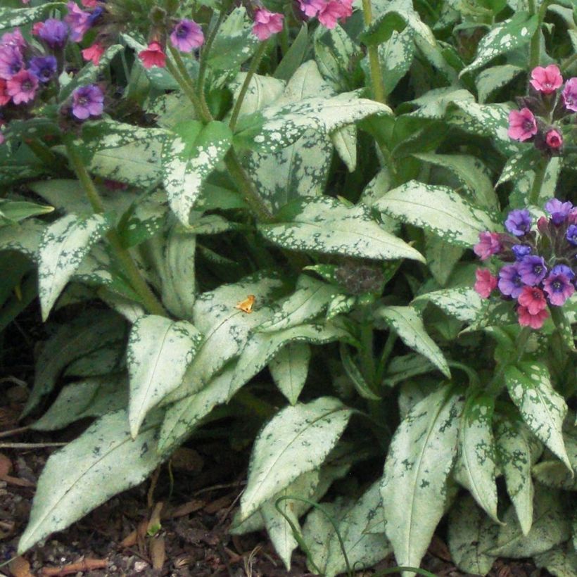 Pulmonaria saccharata Silverado - Longkruid (Blad)