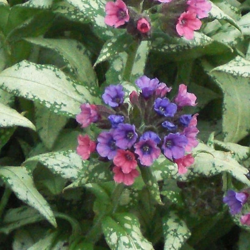 Pulmonaria saccharata Silverado - Longkruid (Bloei)