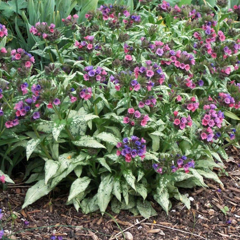 Pulmonaria saccharata Silverado - Longkruid (Groeiplaats)