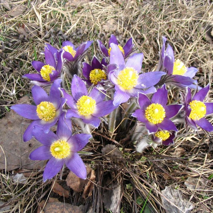 Pulsatilla patens - Wildemanskruid (Groeiplaats)