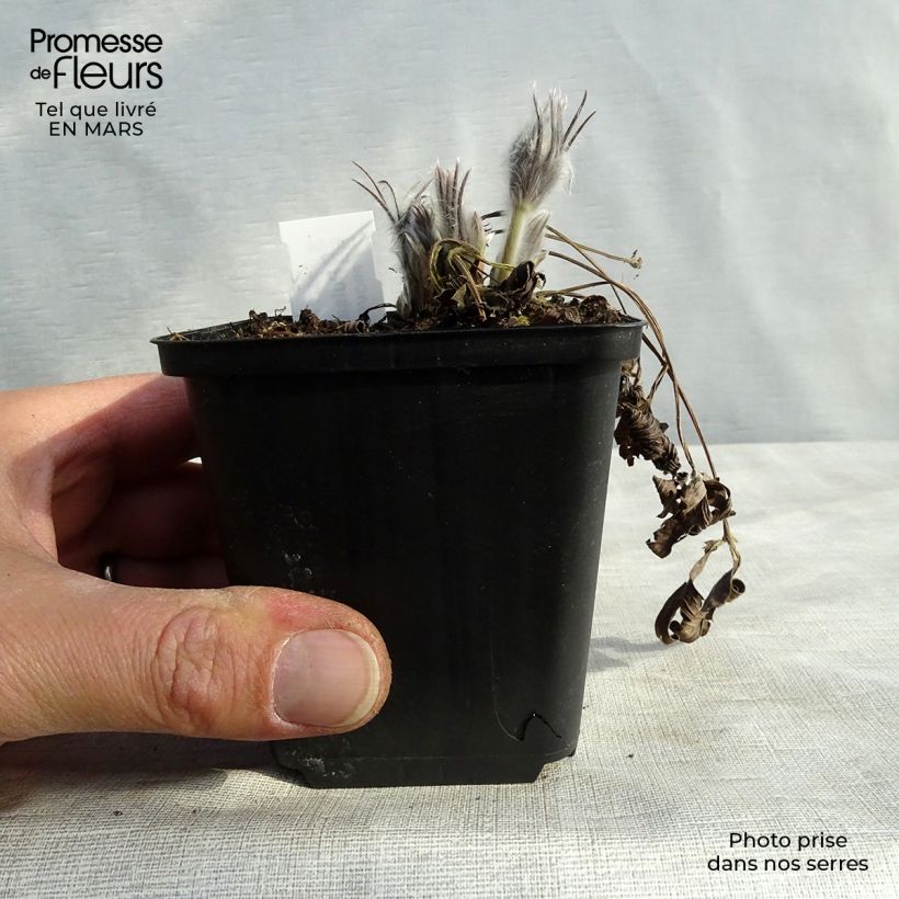 Exemplaar van Pulsatilla patens - Wildemanskruid Kweekpotje van 8/9 cm zoals geleverd in de lente