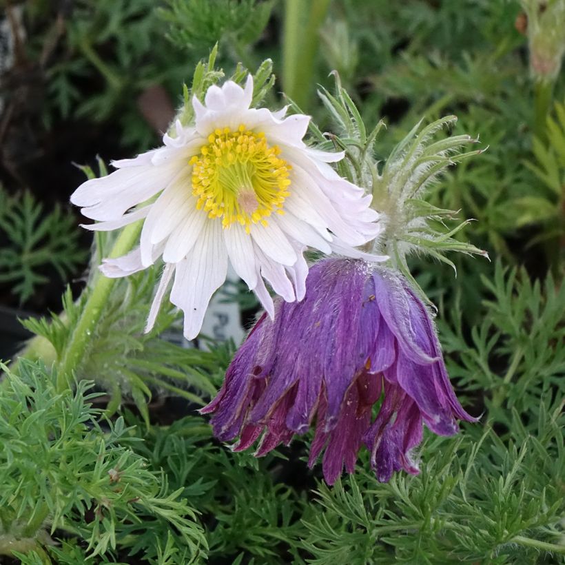 Pulsatilla vulgaris Papageno - Wildemanskruid (Bloei)