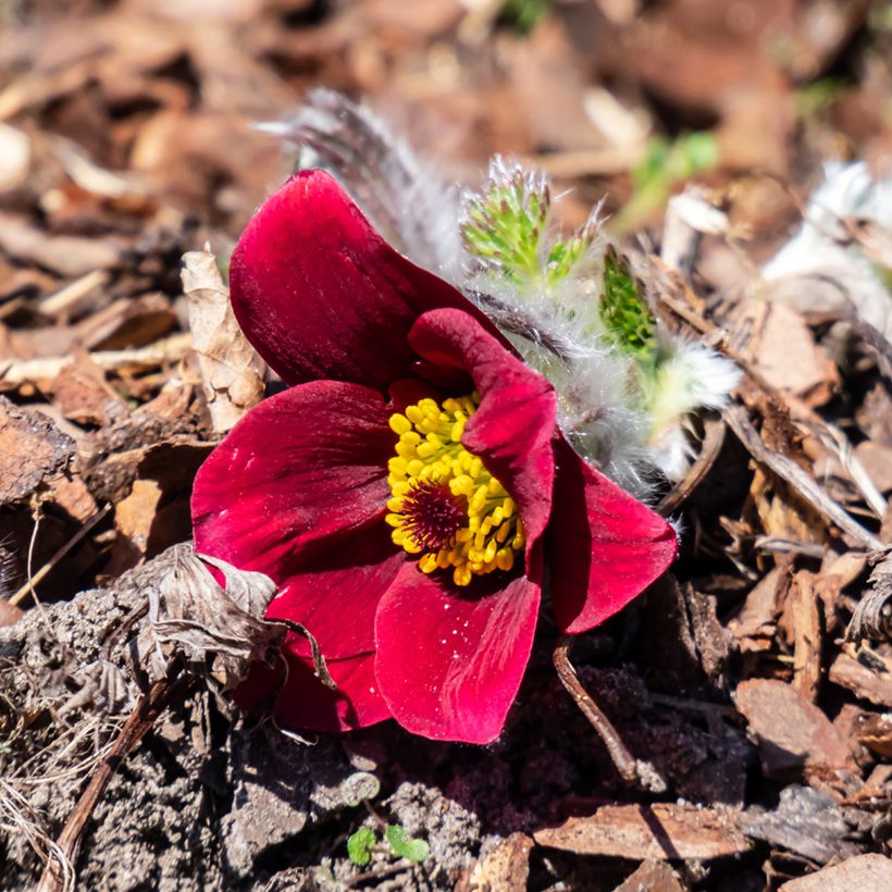 Pulsatilla vulgaris Rubra - Röde Klokke (Bloei)