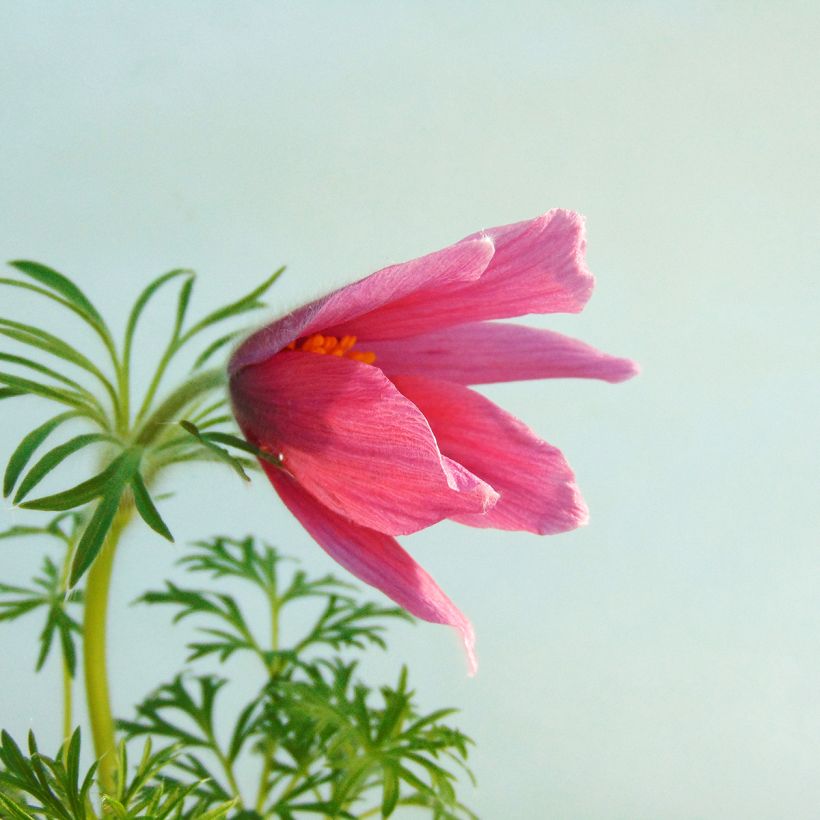 Pulsatilla vulgaris Rubra - Röde Klokke (Bloei)
