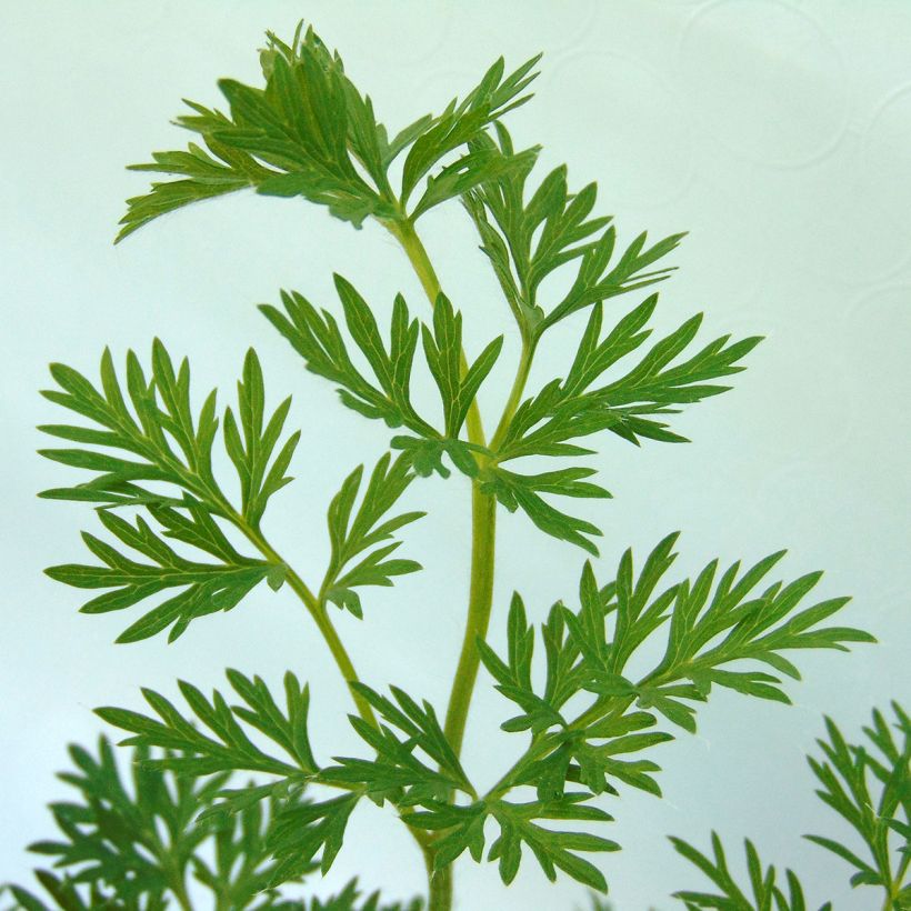 Pulsatilla vulgaris Paars - Wildemanskruid (Blad)