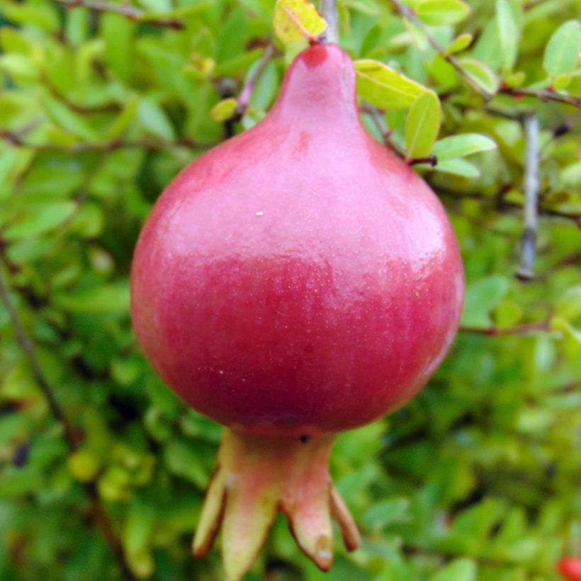Punica granatum Nana - Granaatappel (Oogst)