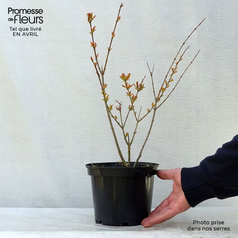 Exemplaar van Punica granatum Nana - Granaatappel Pot van 2 l/3 l zoals geleverd in de lente