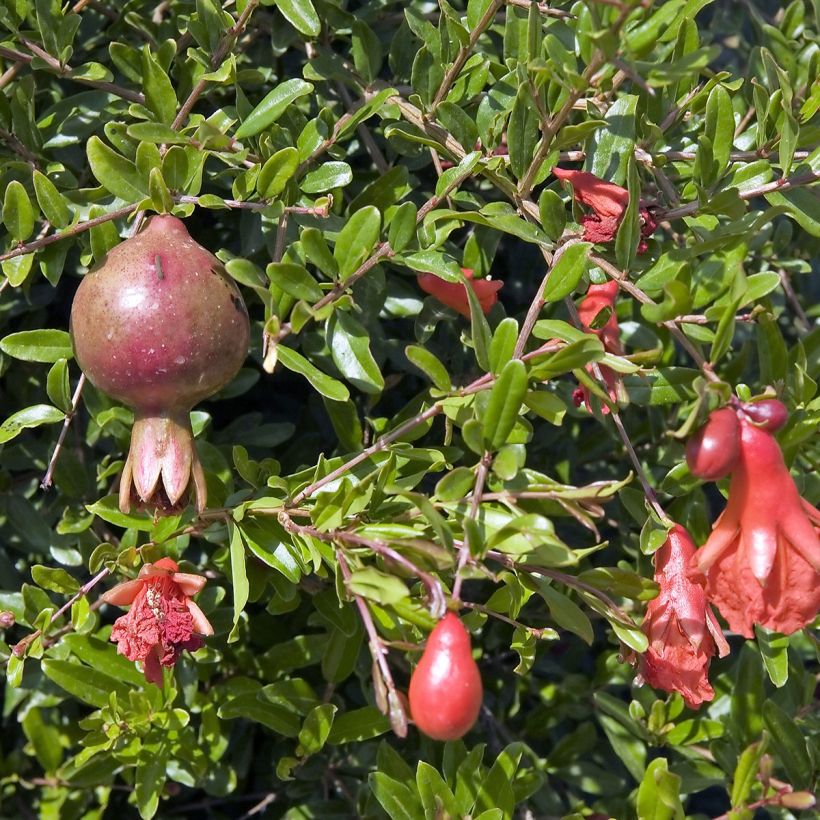 Punica granatum Nana - Granaatappel (Blad)