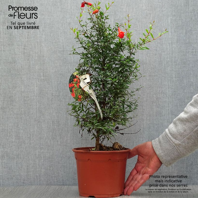Exemplaar van Punica granatum Nana - Granaatappel Pot van 2 l/3 l zoals geleverd in de herfst