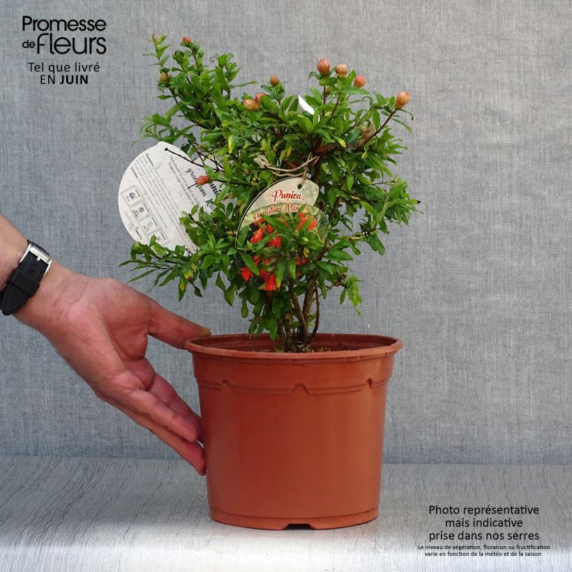 Exemplaar van Punica granatum Nana - Granaatappel Pot van 2 l/3 l zoals geleverd in de zomer