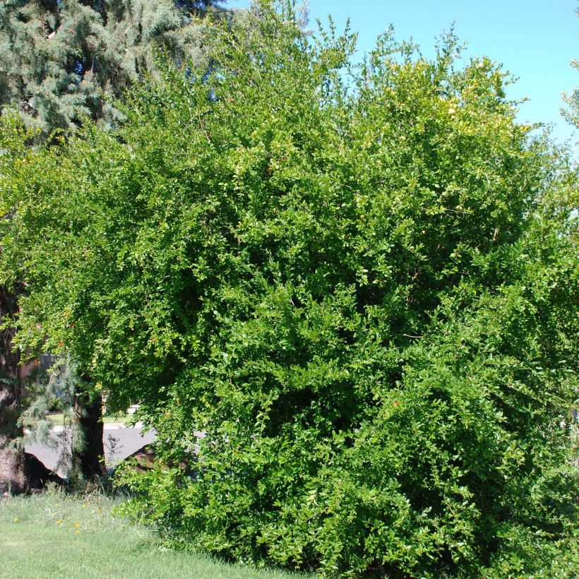 Granaatappel Wonderful -  Punica granatum (Plant habit)