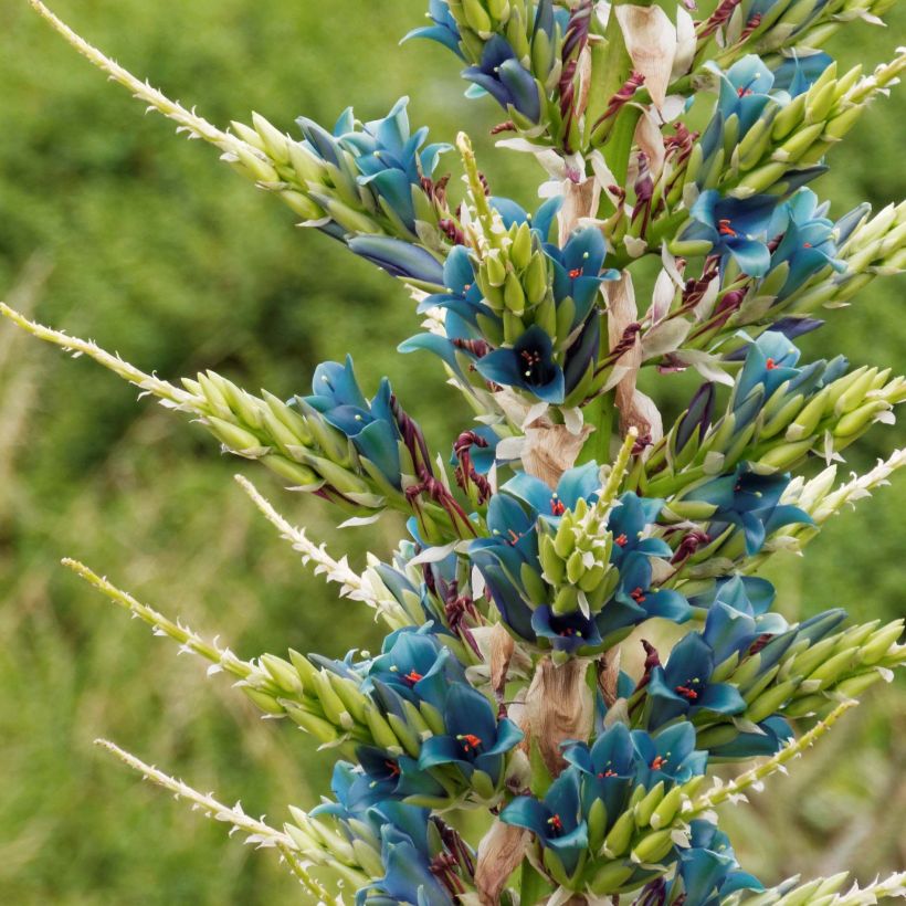 Puya alpestris - Chagual (Bloei)
