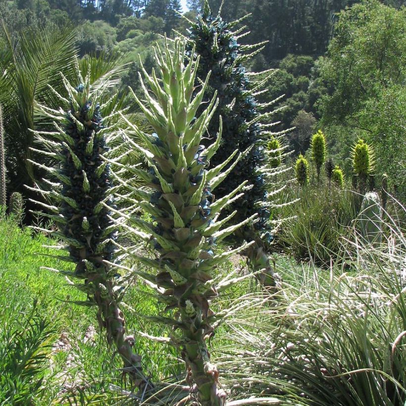 Puya berteroniana - Chagual (Groeiplaats)