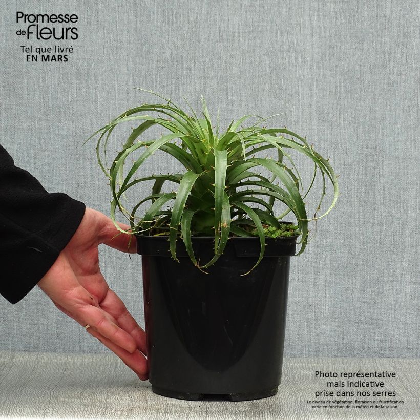 Exemplaar van Puya berteroniana - Chagual Pot van 2 l/3 l zoals geleverd in de lente