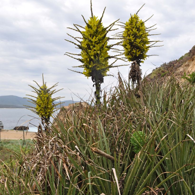Puya chilensis - Chagual (Bloei)