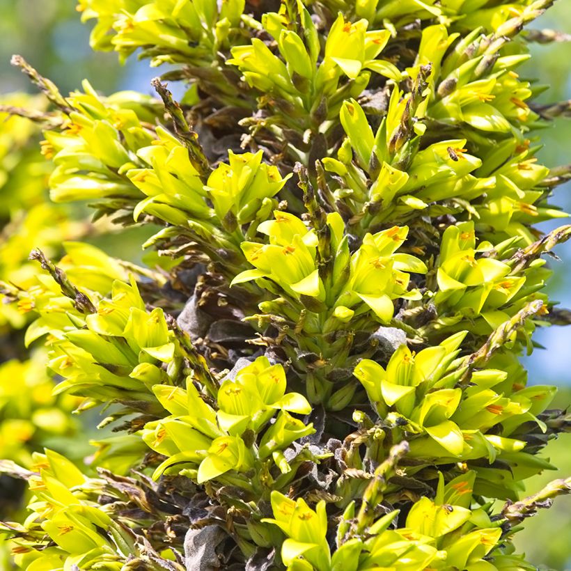 Puya chilensis - Chagual (Bloei)