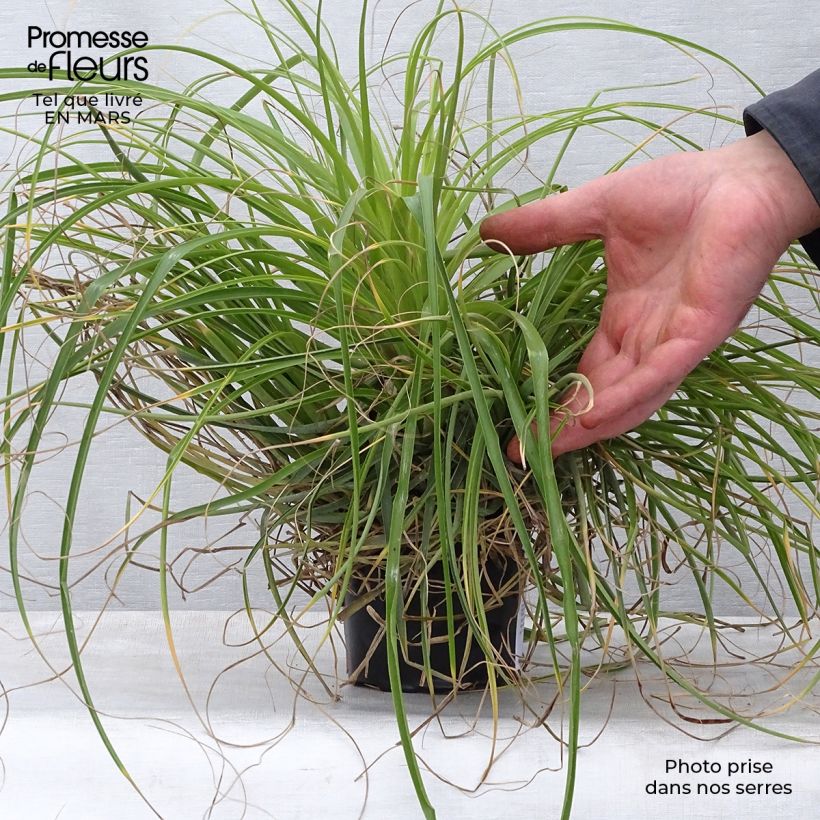 Exemplaar van Puya mirabilis - Chagual Pot van 12 cm / 13 cm zoals geleverd in de lente