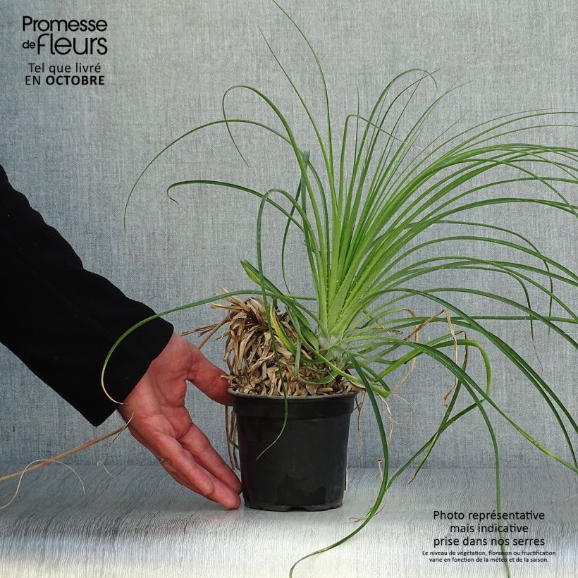 Exemplaar van Puya mirabilis - Chagual Pot van 12 cm / 13 cm zoals geleverd in de herfst
