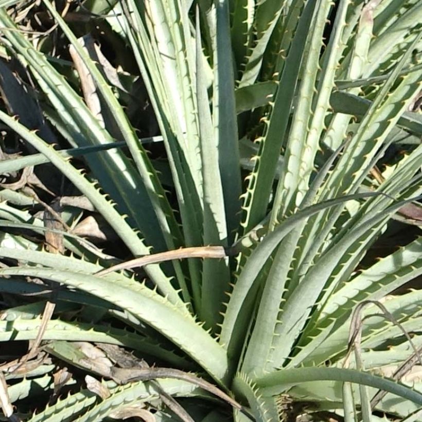 Puya venusta - Chagual (Blad)