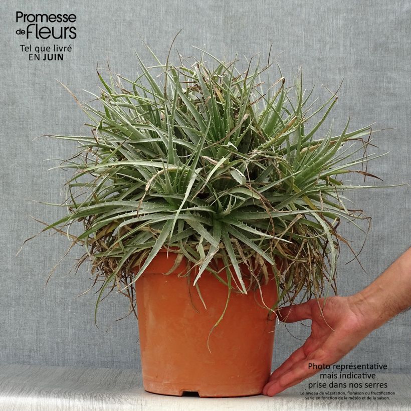 Exemplaar van Puya venusta - Chagual Pot van 7,5 l/10 l zoals geleverd in de zomer