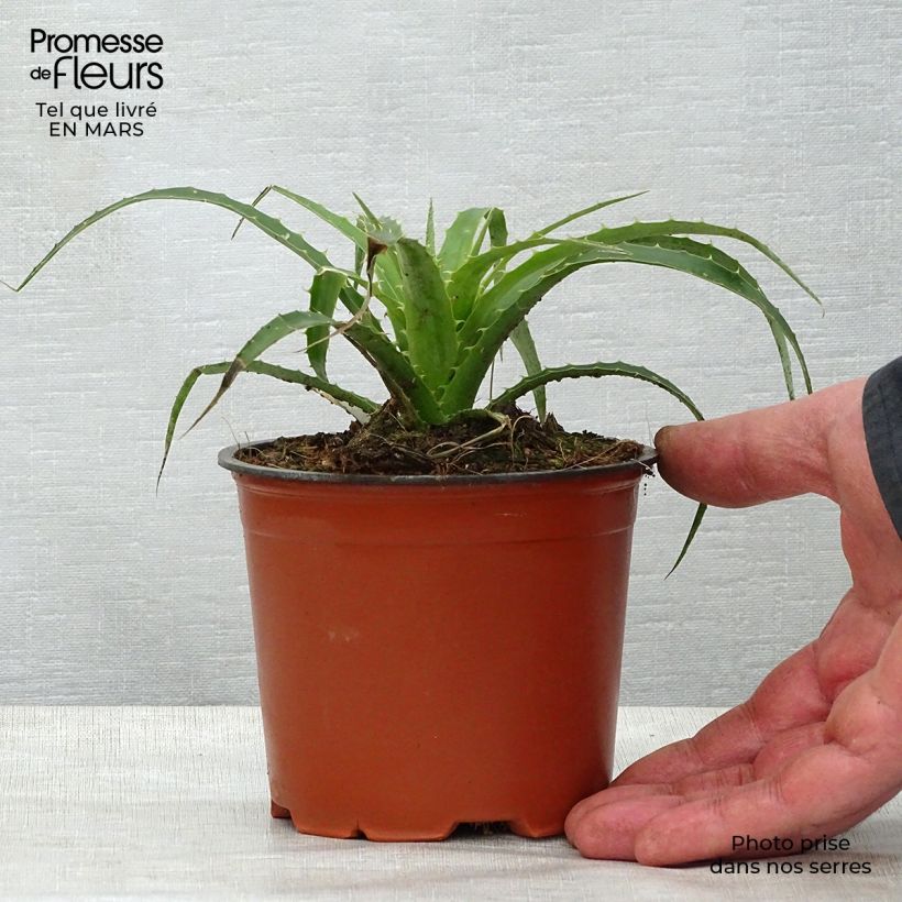 Exemplaar van Puya weberbaueri - Chagual Pot van 3 l/4 l zoals geleverd in de lente