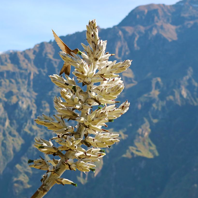 Puya weberbaueri - Chagual (Bloei)