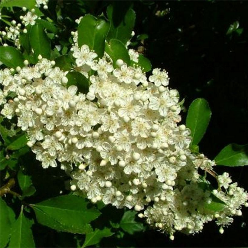 Pyracantha Golden Charmer - Vuurdoorn (Bloei)