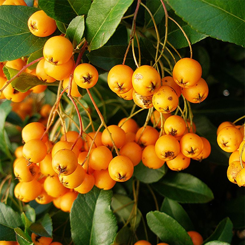 Pyracantha Golden Charmer - Vuurdoorn (Oogst)
