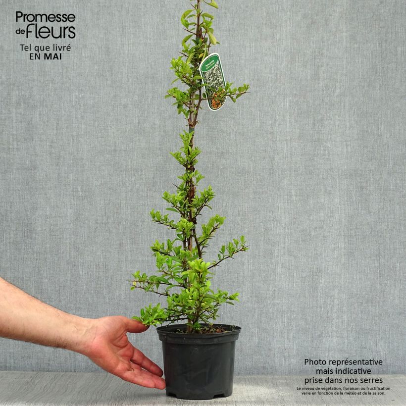 Exemplaar van Pyracantha Golden Charmer - Vuurdoorn Pot van 2 l/3 l zoals geleverd in de lente