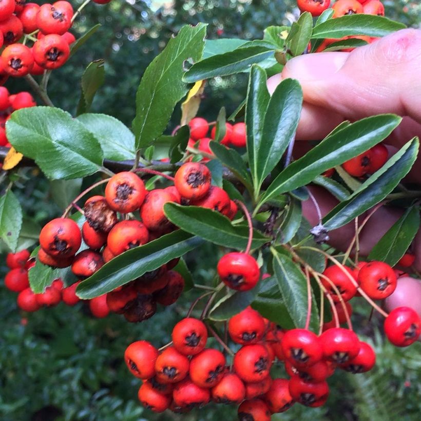 Pyracantha Mohave - Vuurdoorn (Blad)