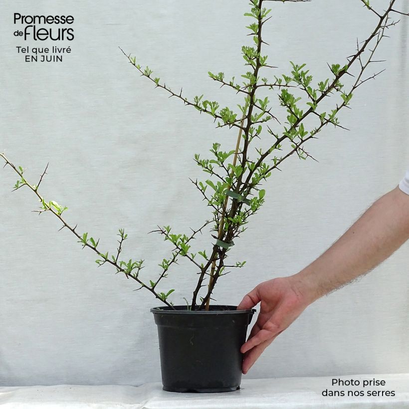 Exemplaar van Pyracantha Orange Glow - Vuurdoorn Pot van 2 l/3 l zoals geleverd in de zomer
