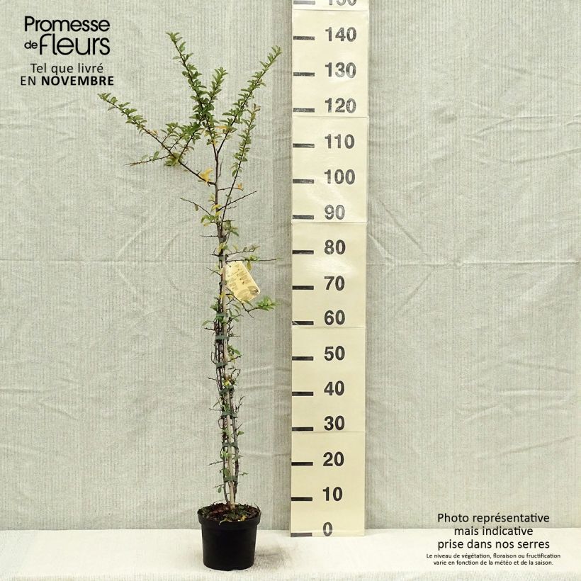 Exemplaar van Pyracantha Orange Glow - Vuurdoorn Pot van 2 l/3 l zoals geleverd in de herfst