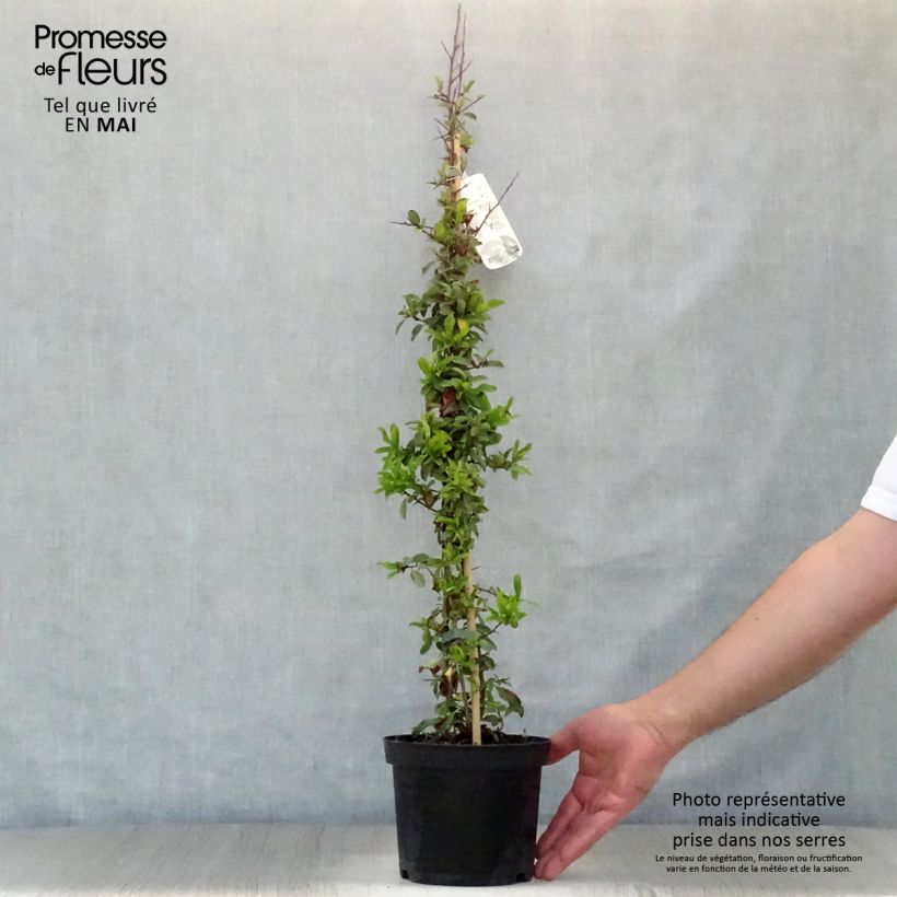 Exemplaar van Pyracantha Orange Glow - Vuurdoorn Pot van 2 l/3 l zoals geleverd in de lente