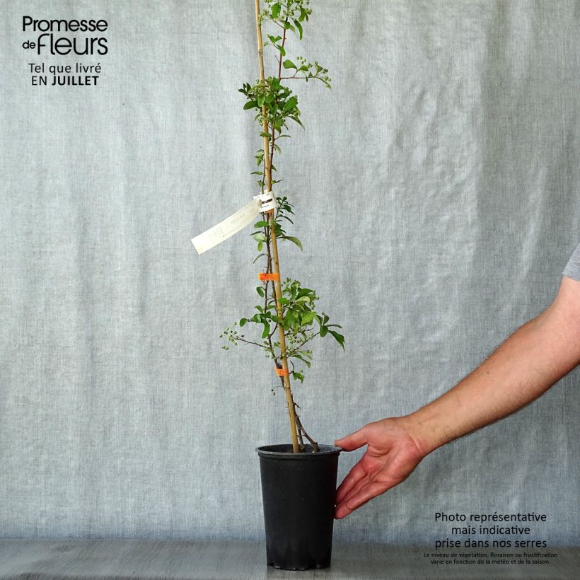 Exemplaar van Pyracantha coccinea Saphyr Orange - Vuurdoorn Pot van 2 l/3 l zoals geleverd in de zomer