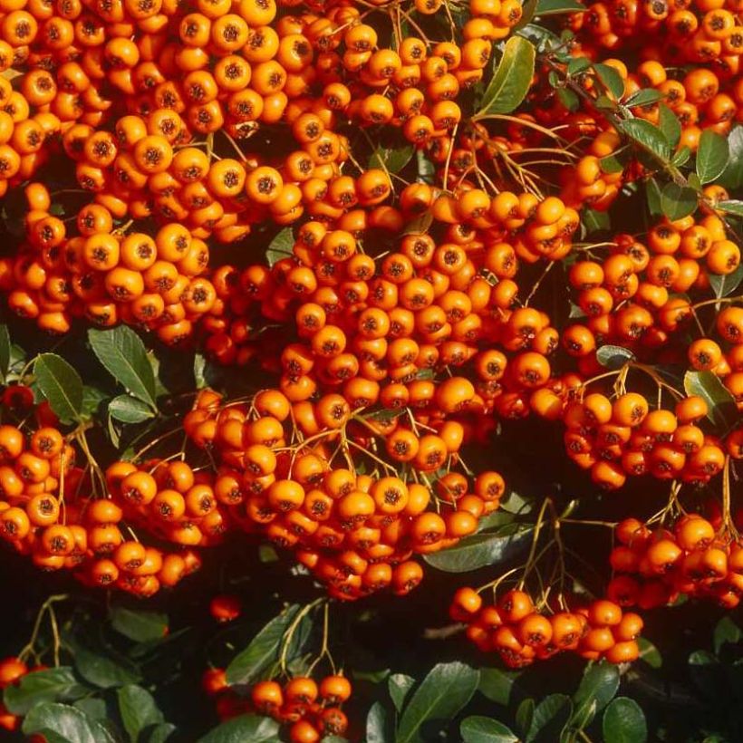 Pyracantha coccinea Saphyr Orange - Vuurdoorn (Oogst)