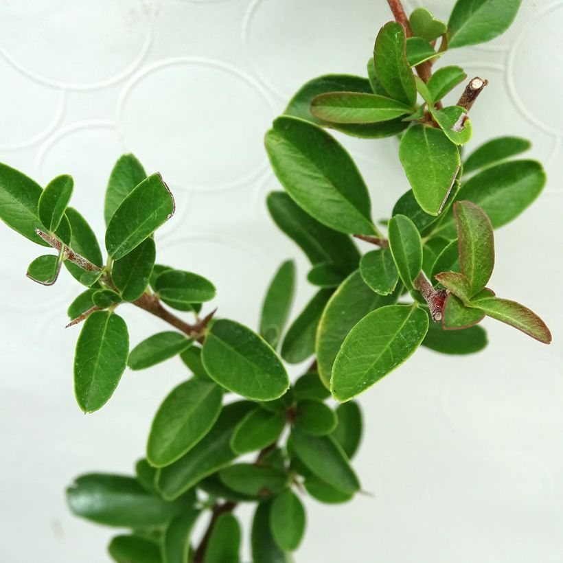 Pyracantha coccinea Saphyr Orange - Vuurdoorn (Blad)