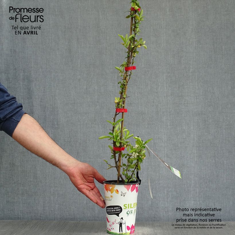Exemplaar van Pyracantha coccinea Saphyr Rood - Vuurdoorn Pot van 2 l/3 l zoals geleverd in de lente