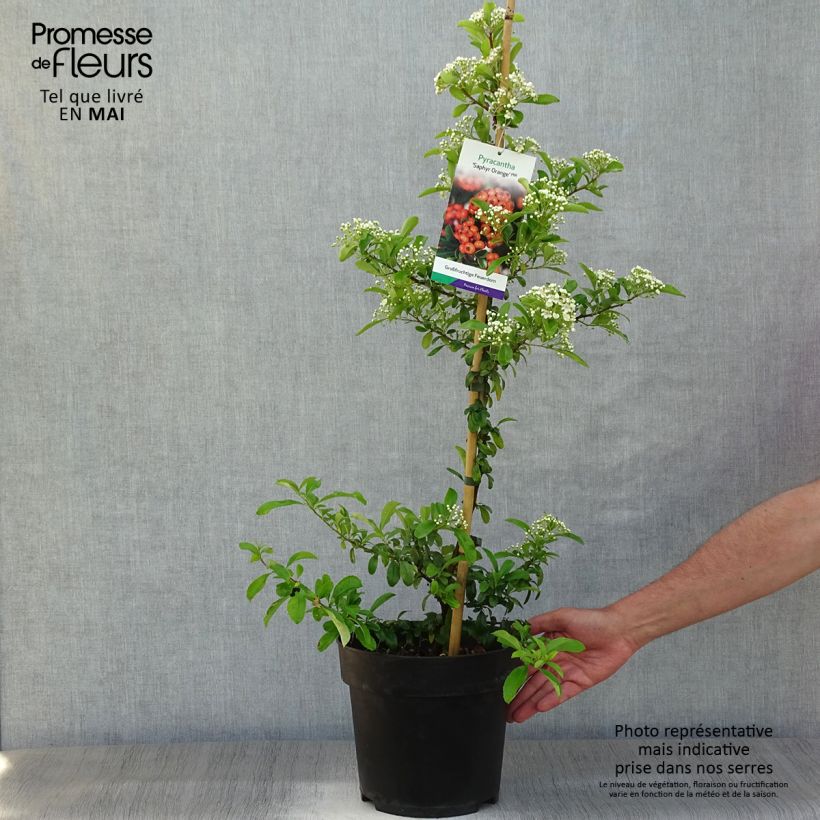 Exemplaar van Pyracantha coccinea Saphyr Orange - Vuurdoorn Pot van 6 l/7 l zoals geleverd in de lente