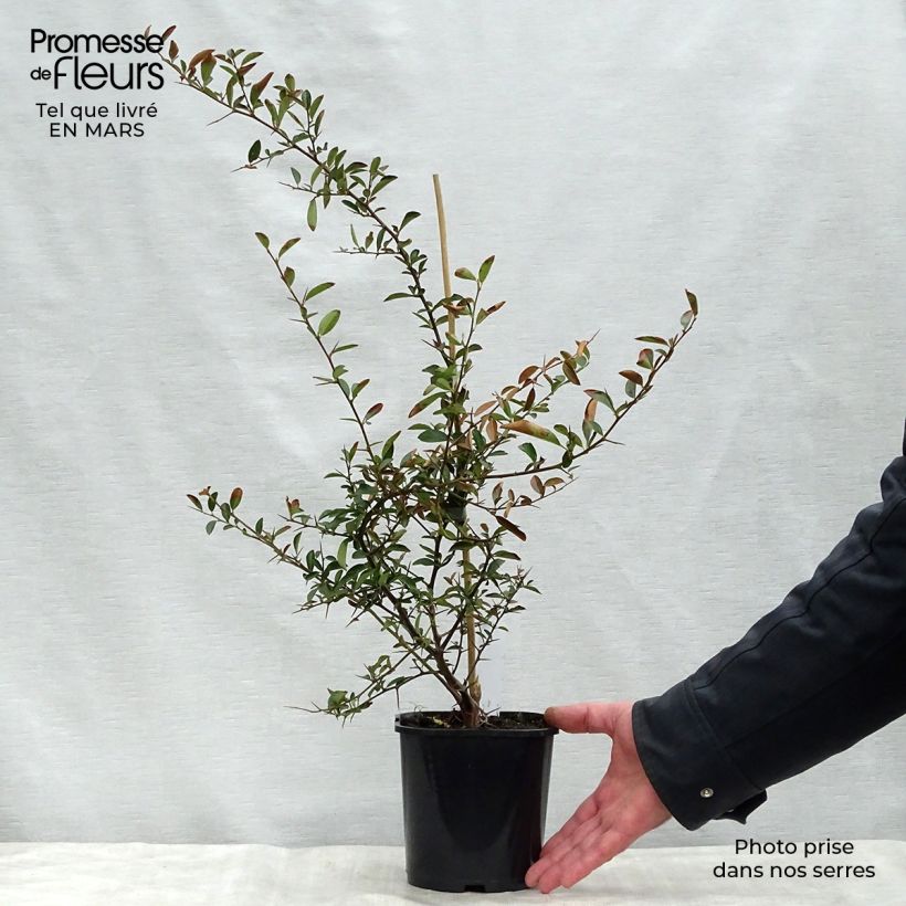 Exemplaar van Pyracantha Soleil d'or - Vuurdoorn Pot van 2 l/3 l zoals geleverd in de lente