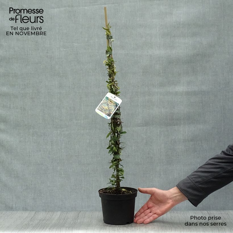 Exemplaar van Pyracantha Soleil d'or - Vuurdoorn Pot van 2 l/3 l zoals geleverd in de herfst