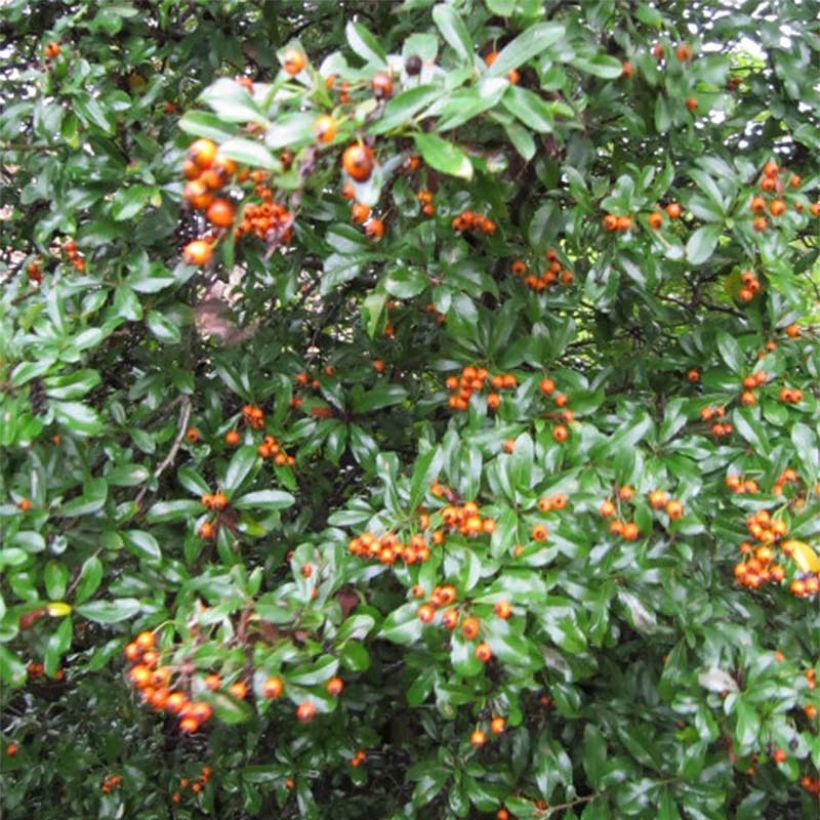 Pyracantha Teton - Vuurdoorn (Blad)