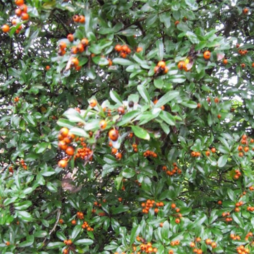 Pyracantha Teton - Vuurdoorn (Groeiplaats)