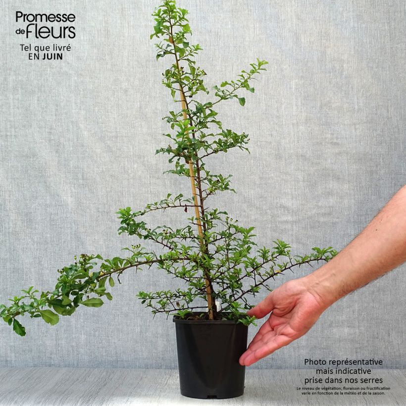 Exemplaar van Pyracantha Teton - Vuurdoorn Pot van 2 l/3 l zoals geleverd in de zomer